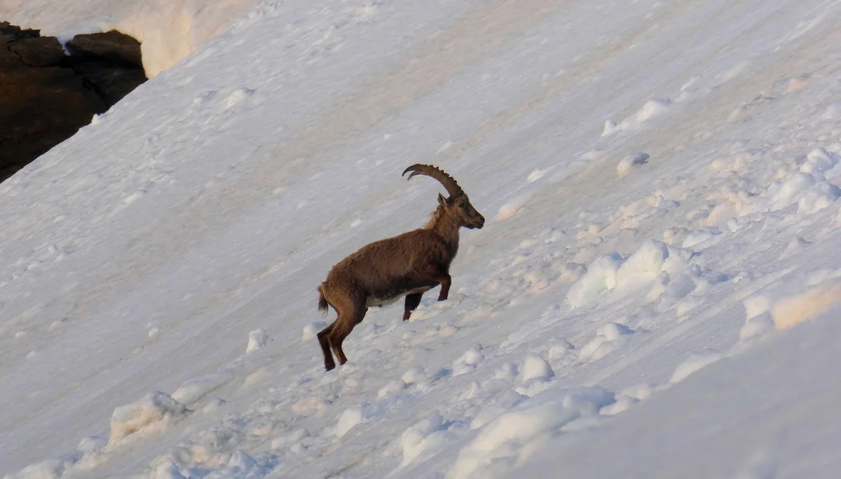 Geländegängig - der Steinbock | © DAV Sektion Hameln / Gerd Kappes