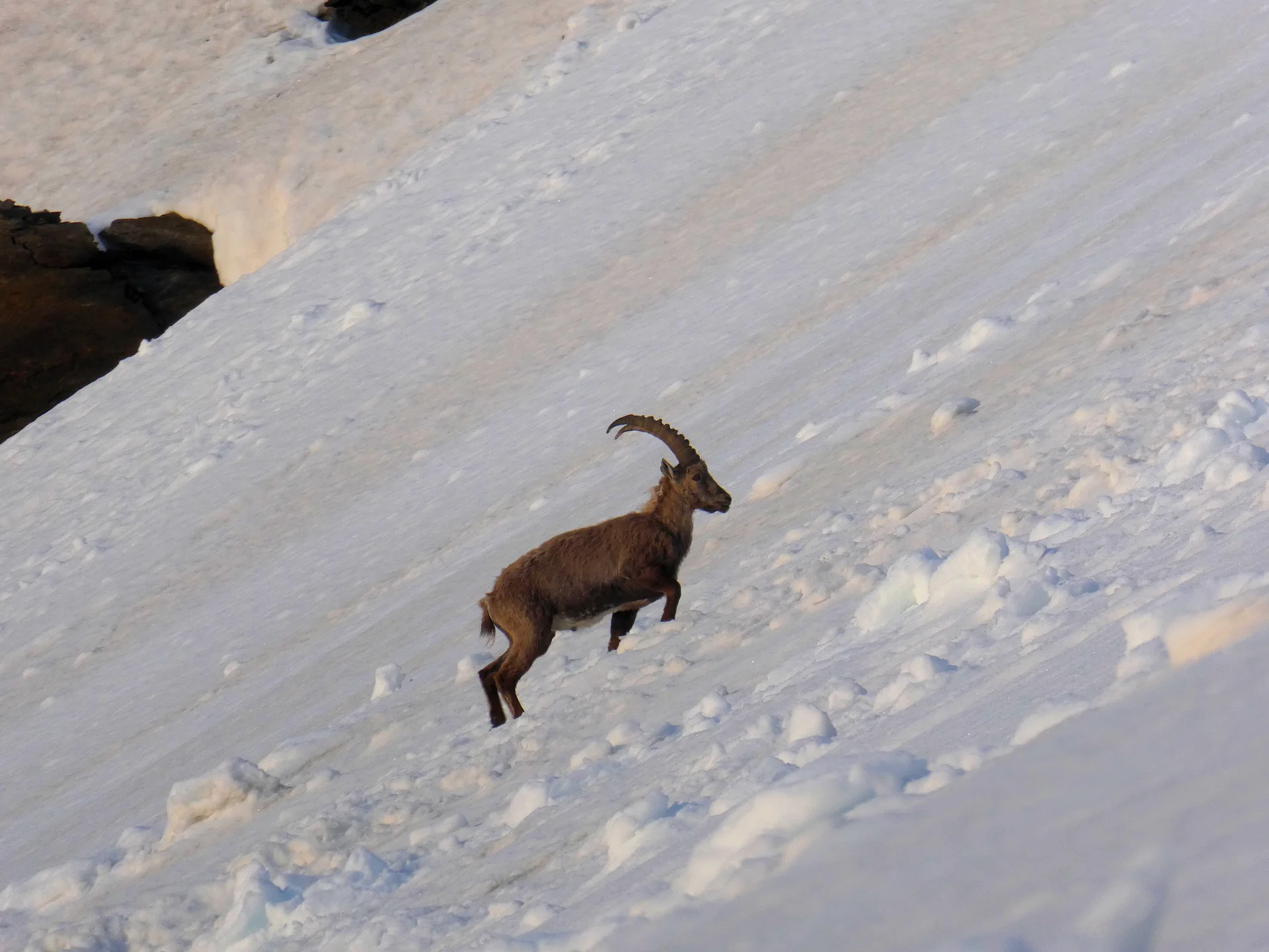 Geländegängig - der Steinbock | © DAV Sektion Hameln / Gerd Kappes
