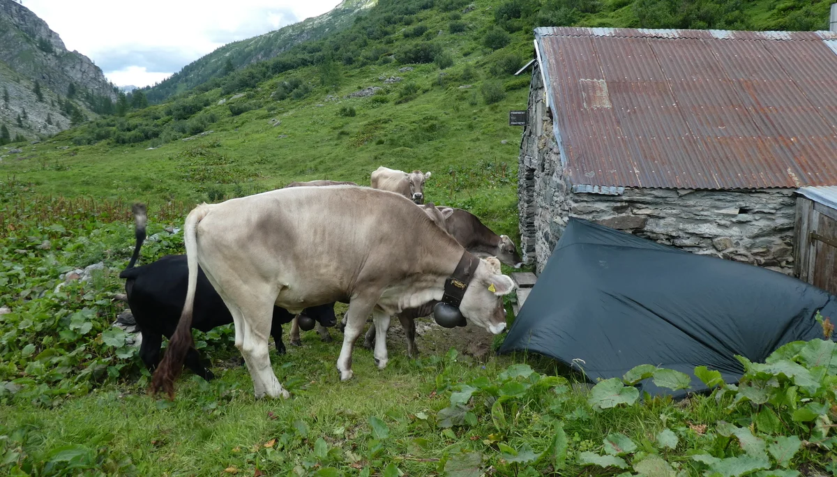 Unerwarteter Besuch bei der ersten Übernachtung | © DAV Sektion Hameln / Gerd Kappes