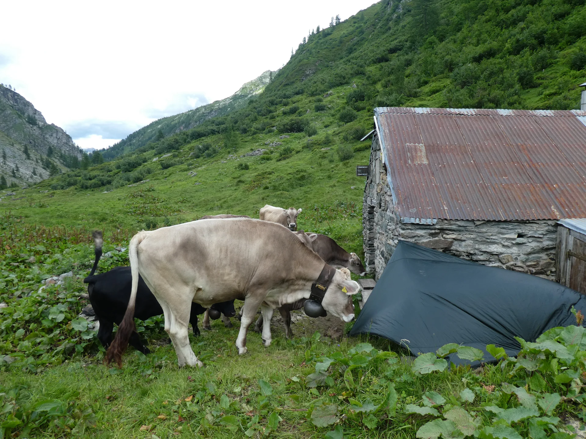 Unerwarteter Besuch bei der ersten Übernachtung | © DAV Sektion Hameln / Gerd Kappes