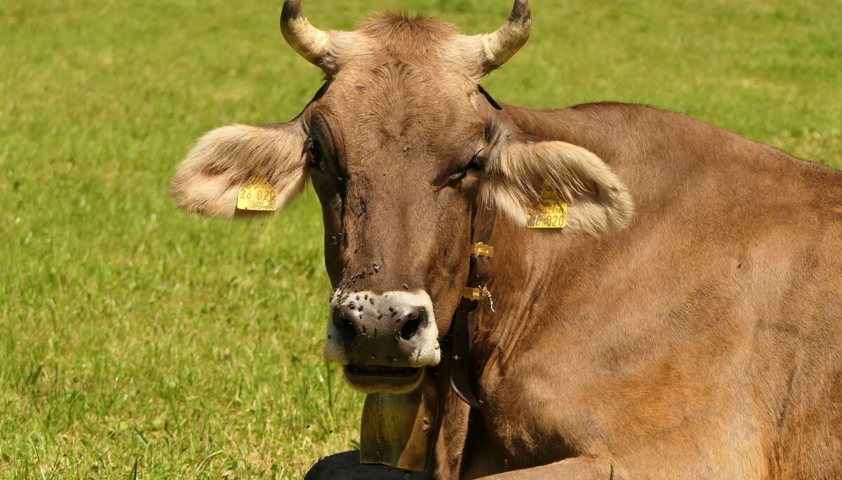 Die Bewohner des Allgäus heißen uns willkommen | © DAV Sektion Hameln