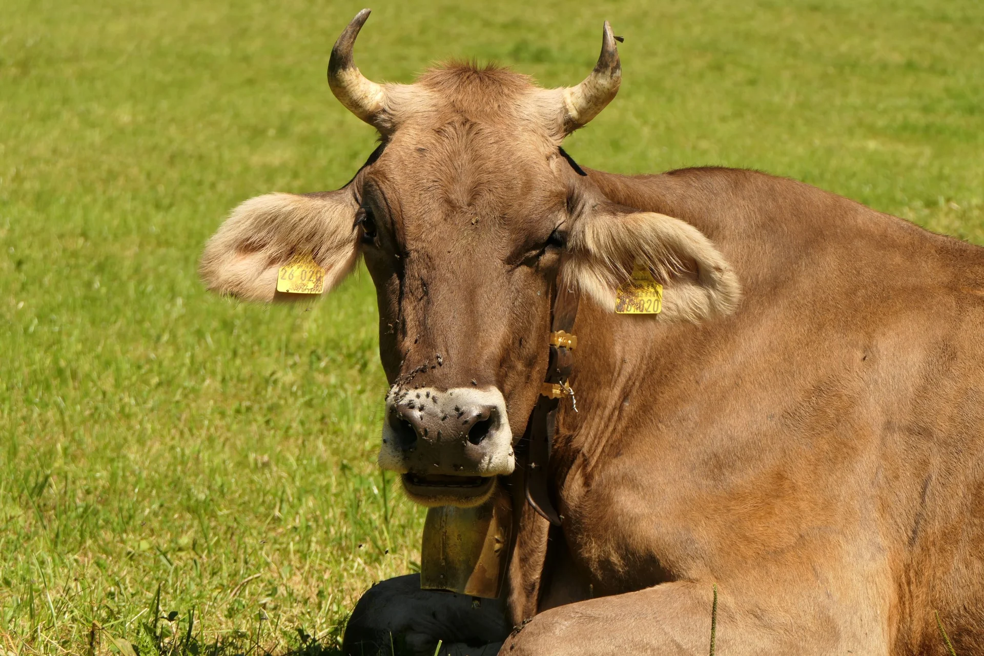 Die Bewohner des Allgäus heißen uns willkommen | © DAV Sektion Hameln