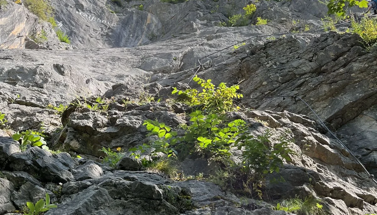 Gams | © DAV Sektion Hameln / Robert Paulsteiner