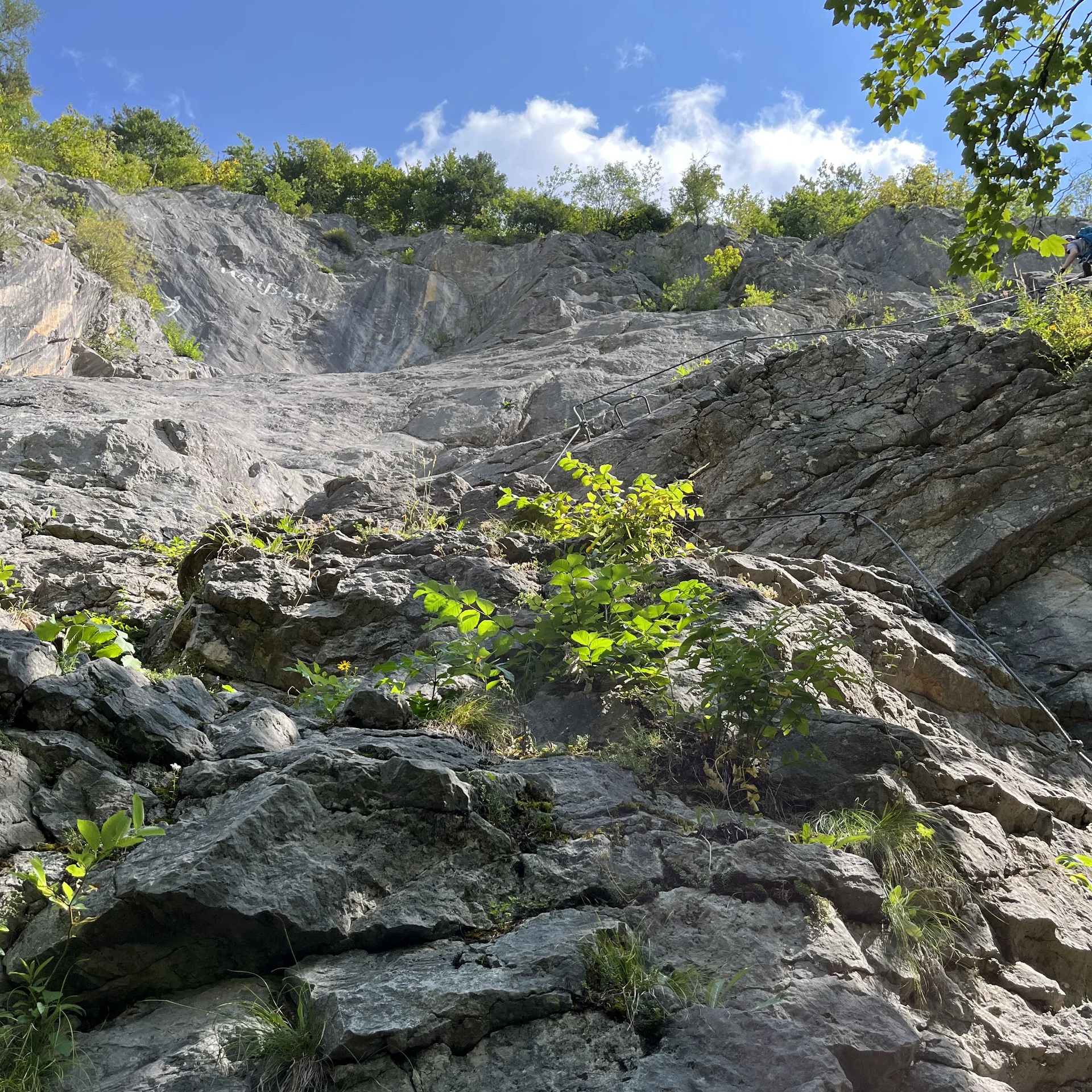 Gams | © DAV Sektion Hameln / Robert Paulsteiner