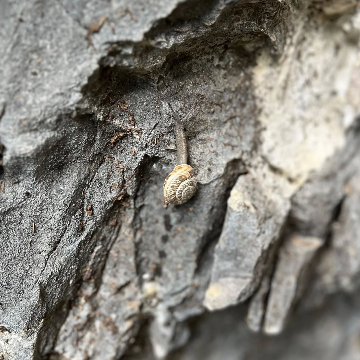  Ferrata Artpinistico Delle Niere | © DAV Sektion Hameln / Robert Paulsteiner