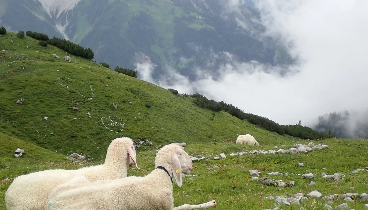 Alm-Idylle | © DAV Sektion Hameln