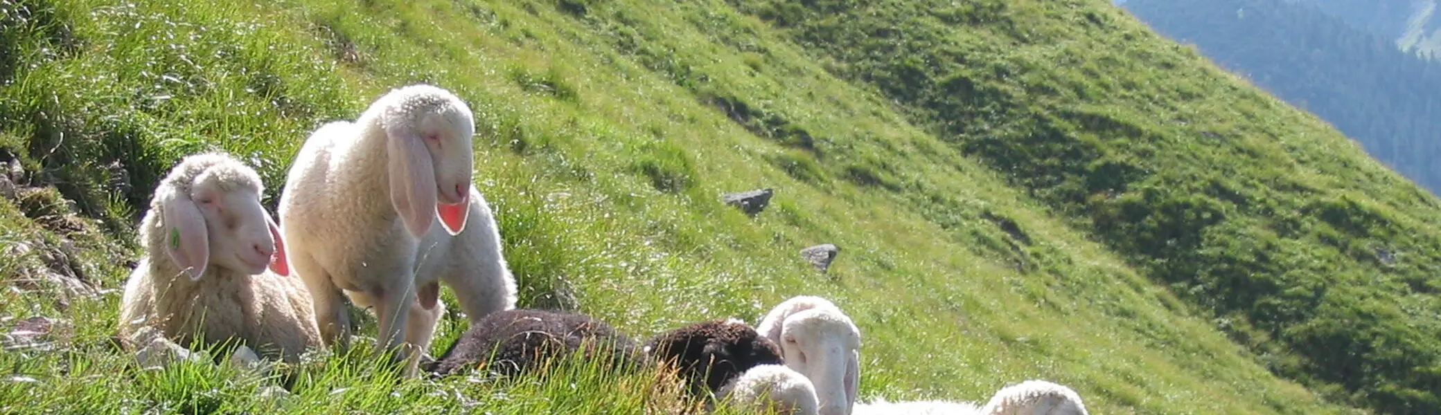 © DAV Sektion Hameln / Robert Paulsteiner